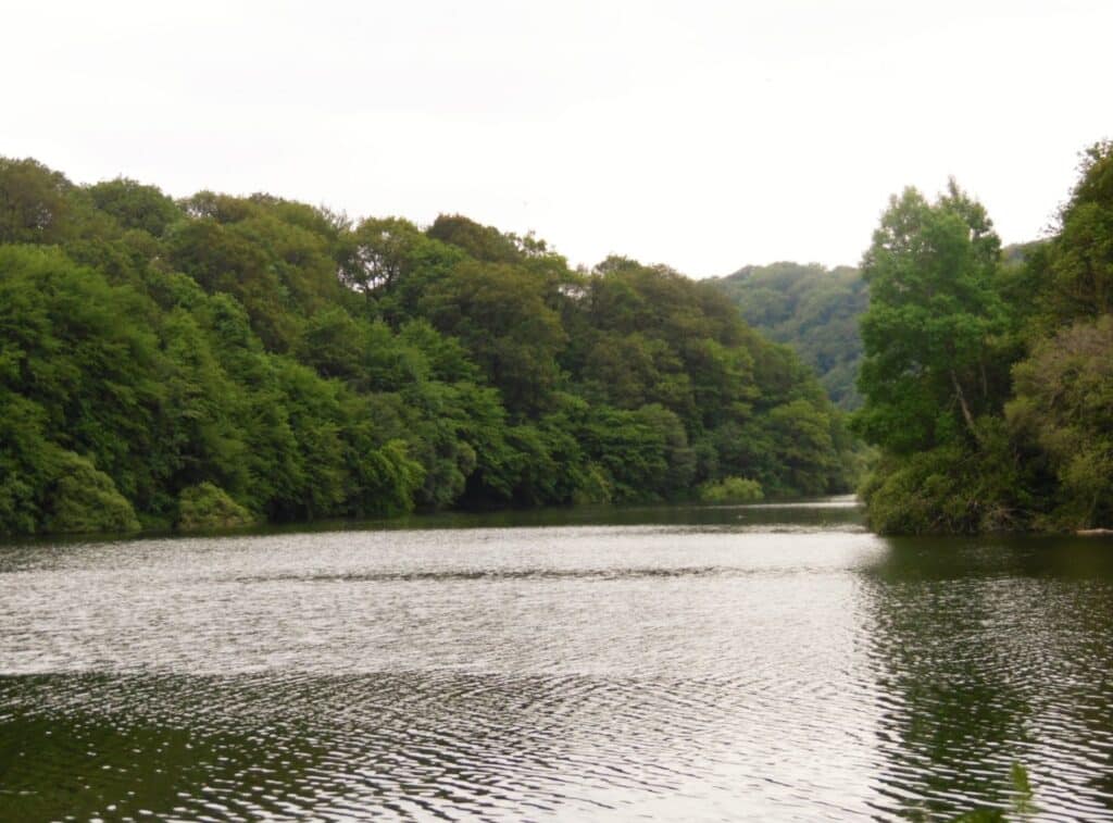 Forêt de Mervent-Vouvant au bord de la Mère, en Vendée